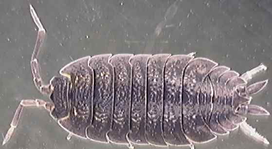 Porcellio scaber